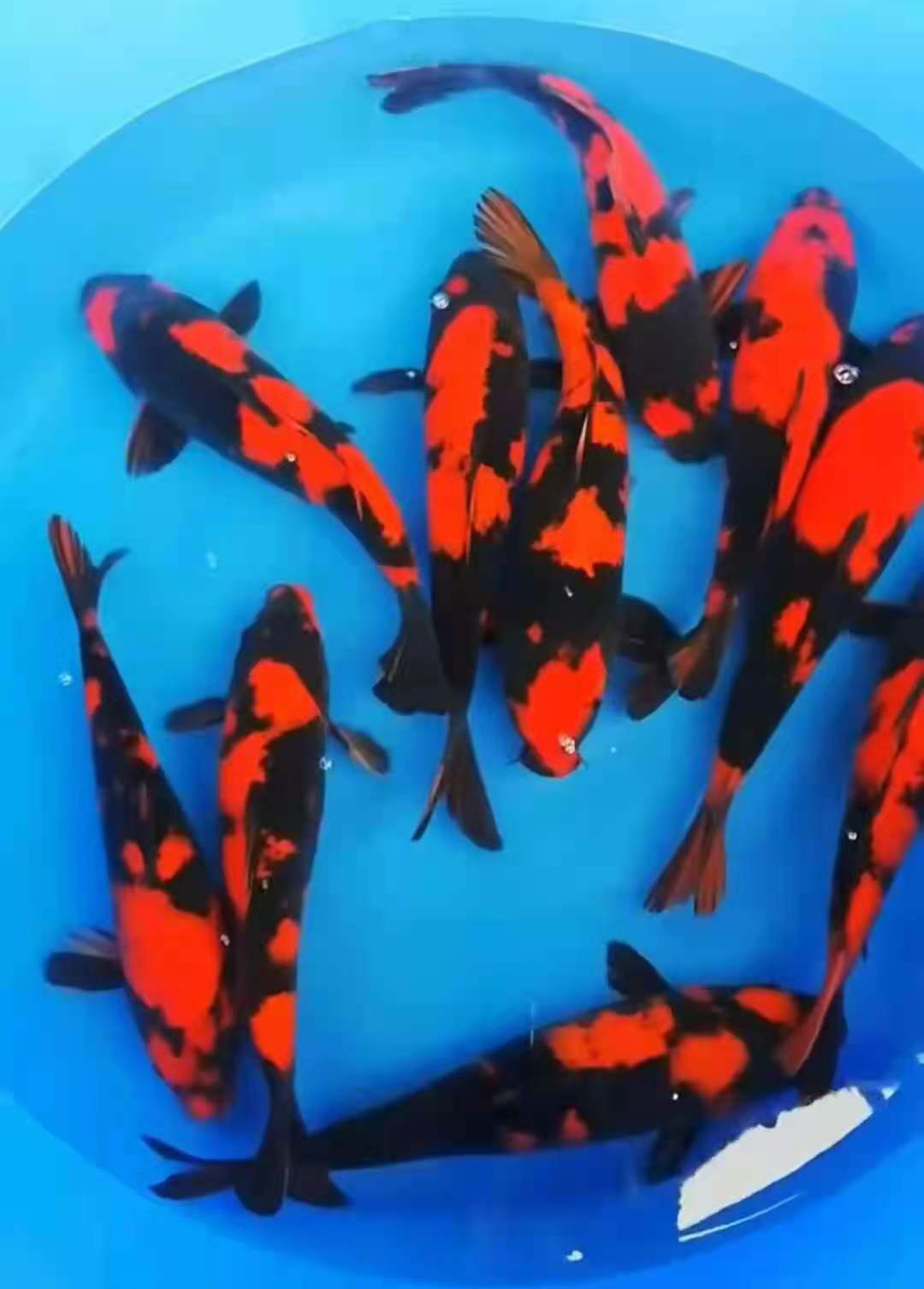 ��Ʒ����24